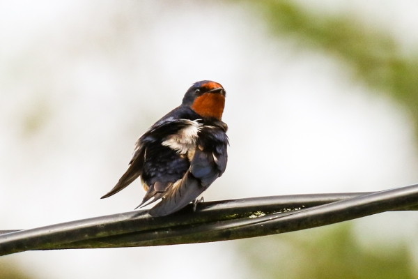 A Swallow rests on wire cables in Kildare, Ireland
