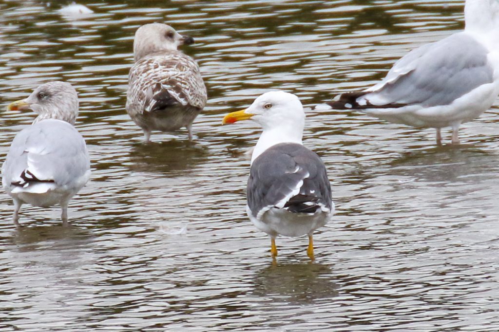 Bird Watching Ireland