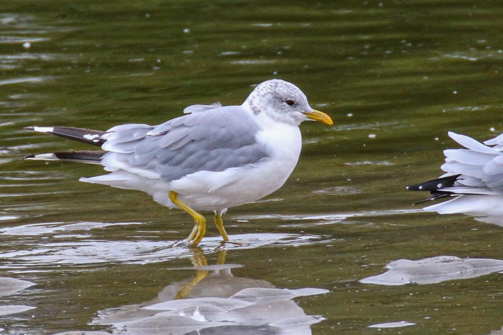 Bird Watching Ireland