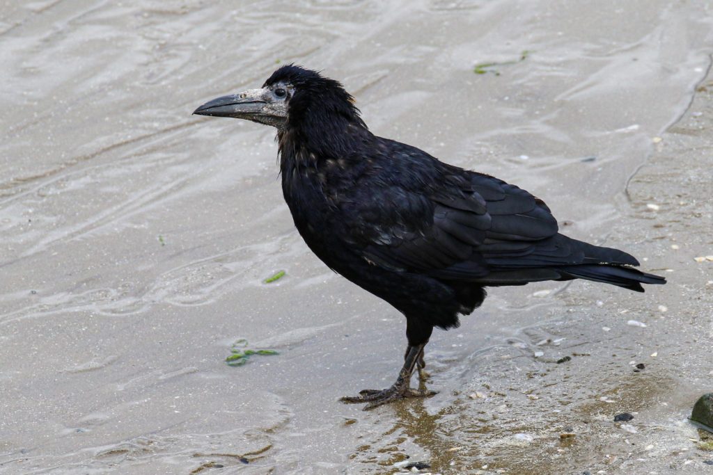 Bird Watching Ireland