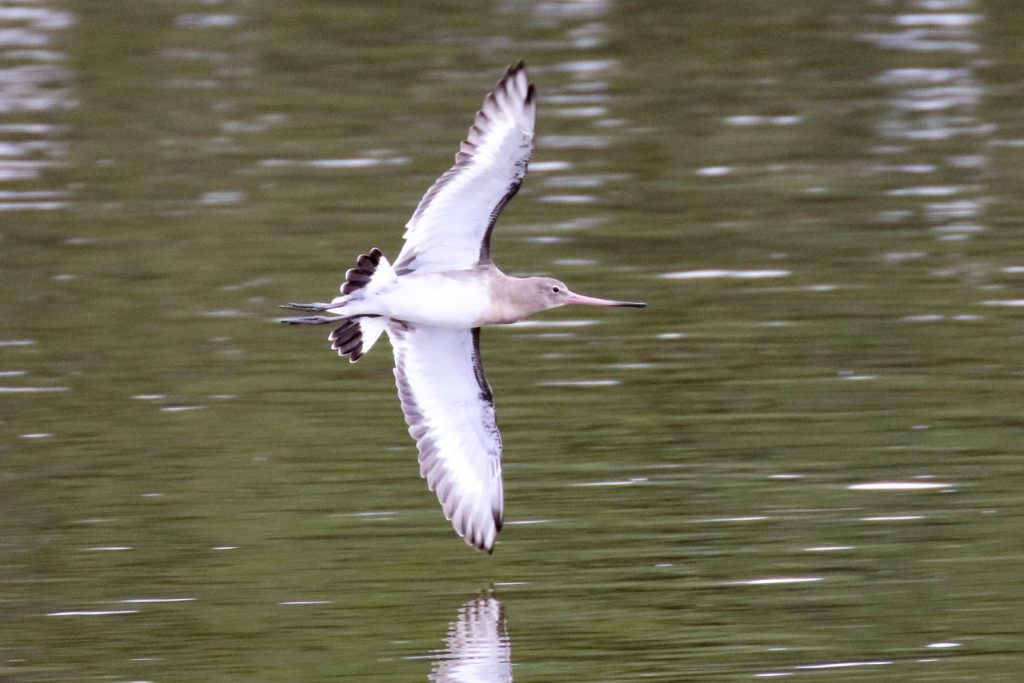 Bird Watching Ireland