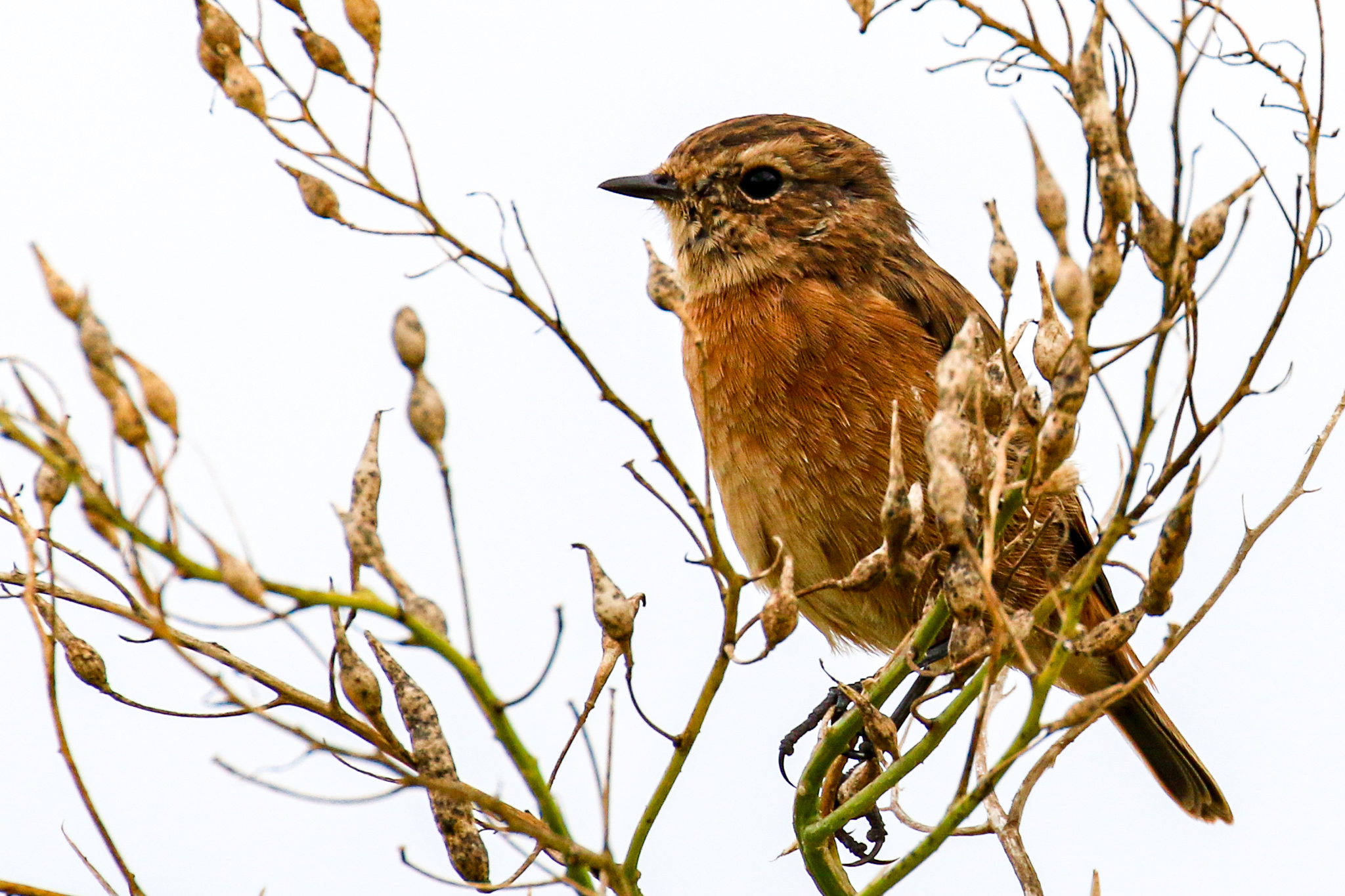 Bird Watching Ireland