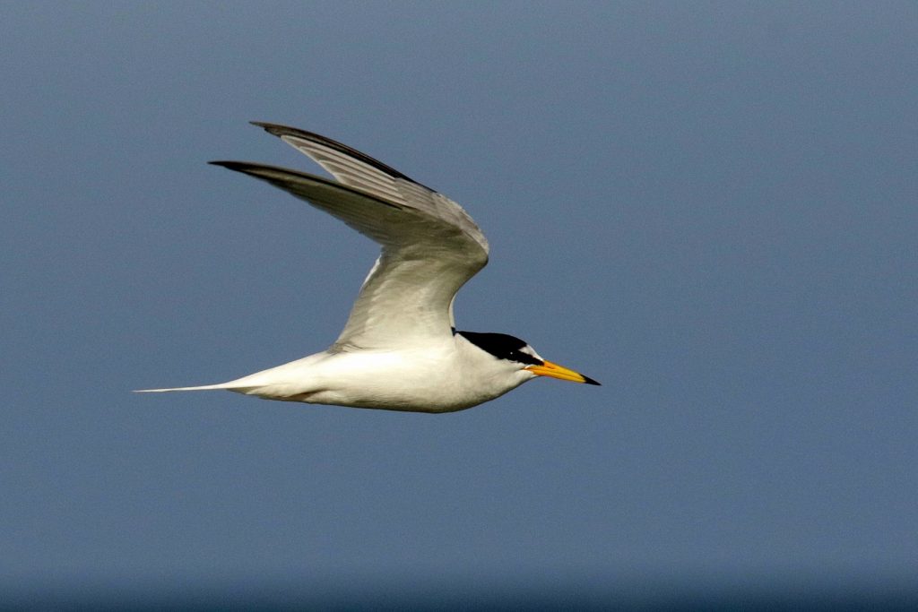 bird watching ireland