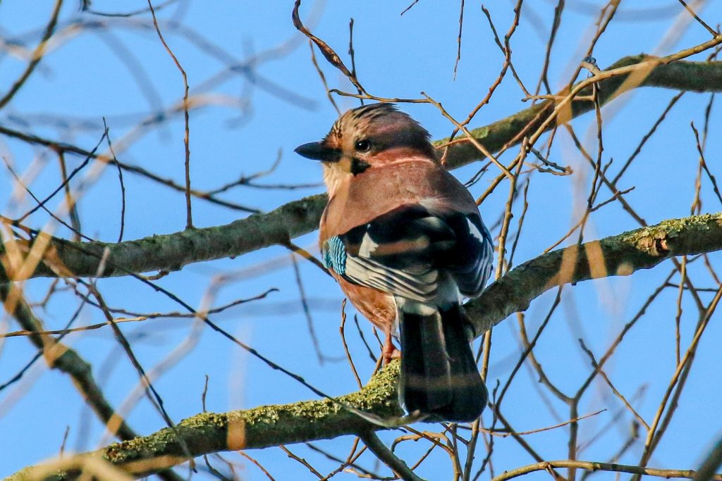 bird watching Lough Neagh