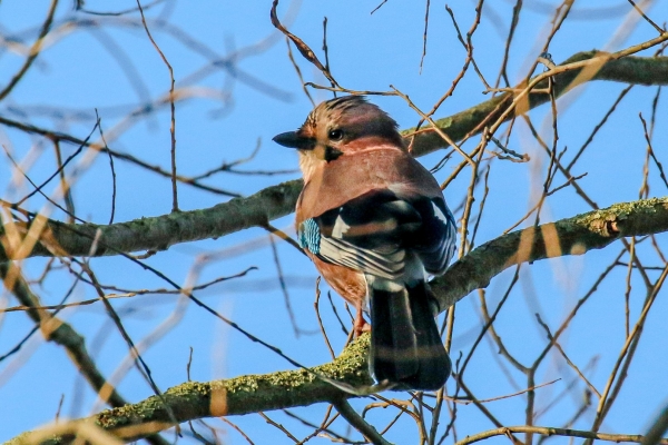 A Jay sitting in a tree in winter at Lough Neagh, Northern Ireland