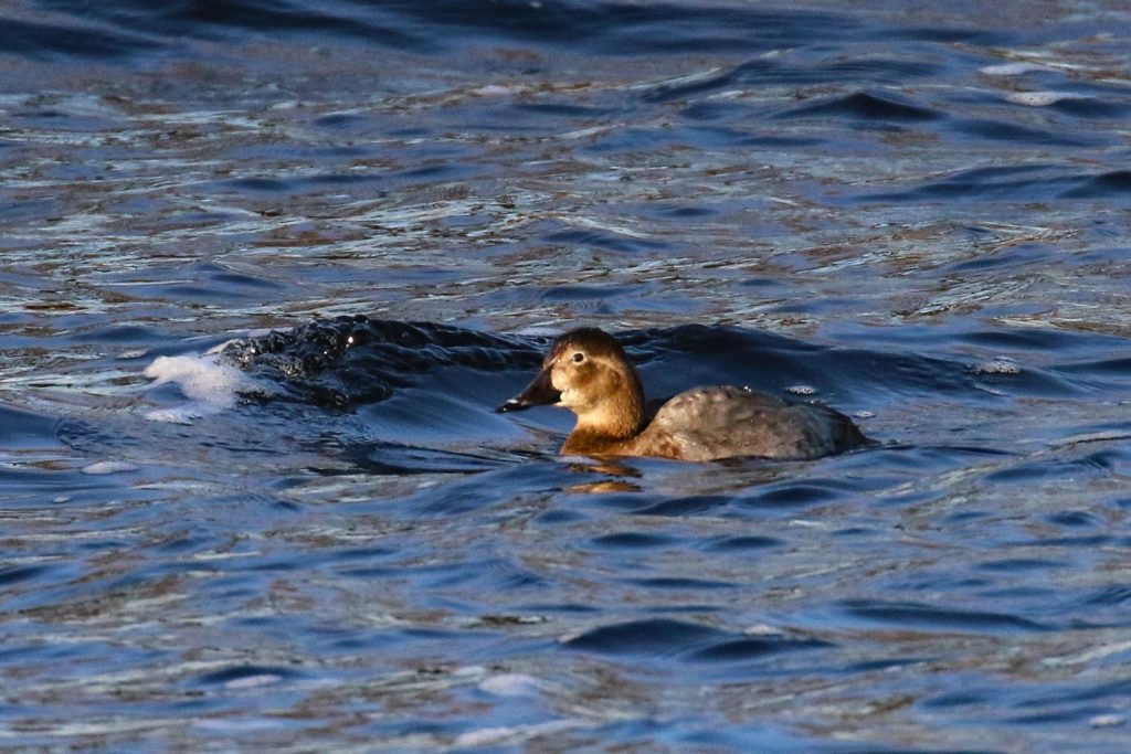 Bird Watching Lough Neagh