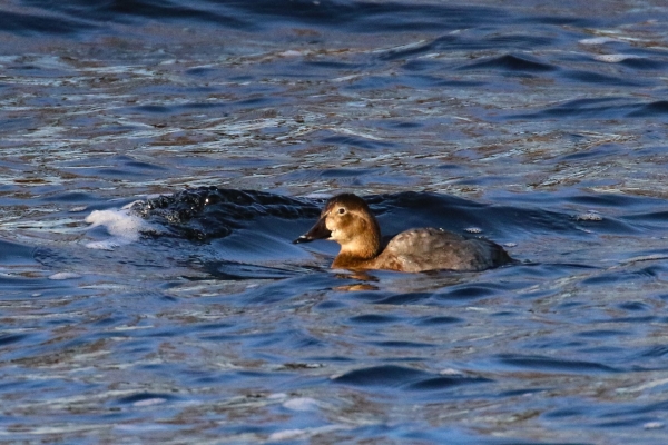 A female Pochard swims on the choppy surface of Lough Neagh, County Armagh