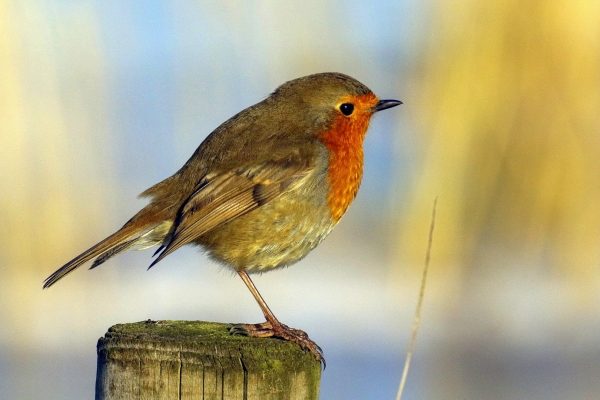 A Robin stands on a fence post at Lough Neagh