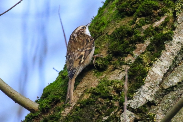 A Tree Creeper climbing up moss covered tree trunk at Lough Neagh