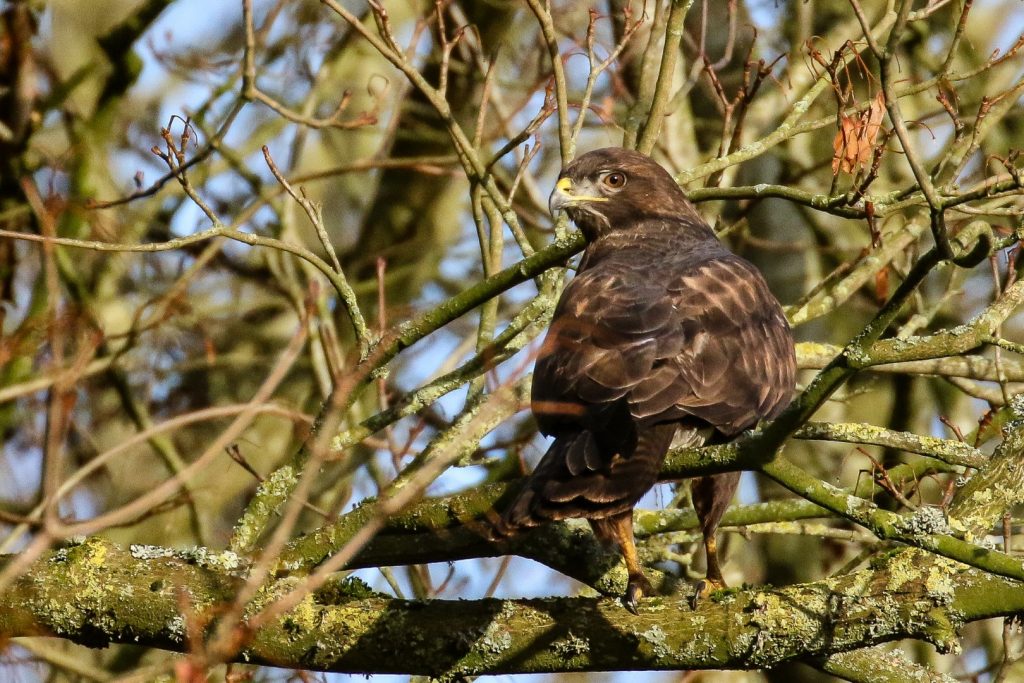 Bird Watching Lough Neagh