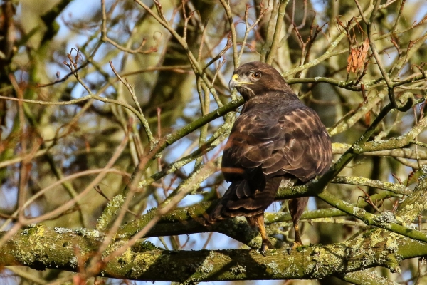 Buzzard in tree looks at the camera at Lough Neagh, Northern Ireland