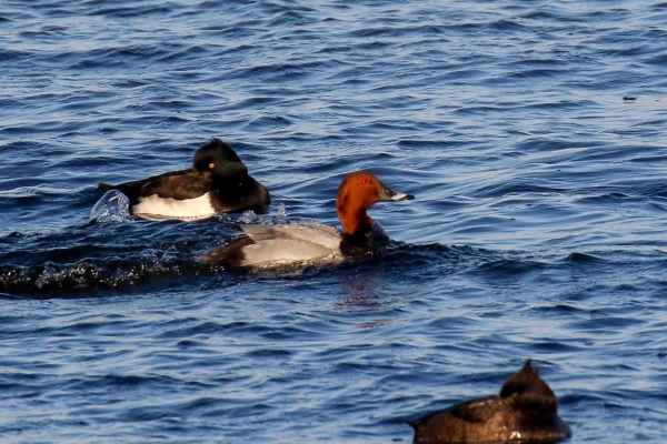 A Pochard swims in the blue water of Lough Neagh, Northern Ireland