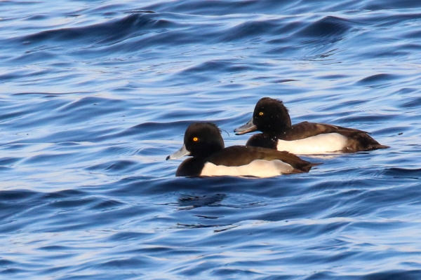 A pair of Tufted Ducks swimming in Lough Neagh