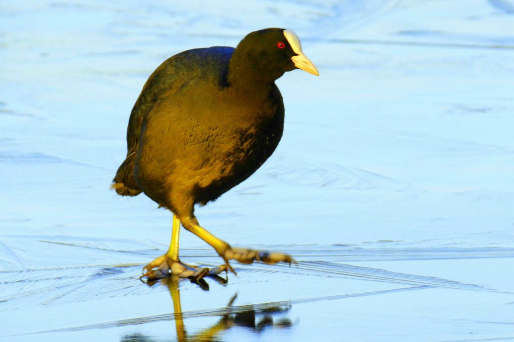 Bird Watching Lough Neagh