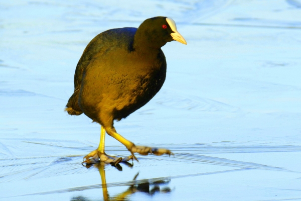 A Coot walks on the surface of the frozen latke at Lough Neagh, Northern Ireland