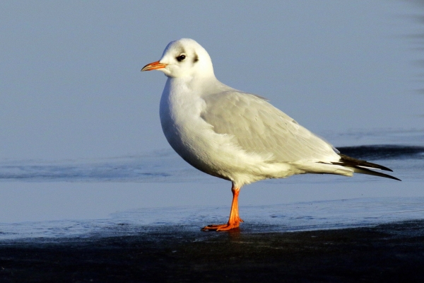 Black Headed Gull standing on the edge of Lough Neagh in Northern IReland