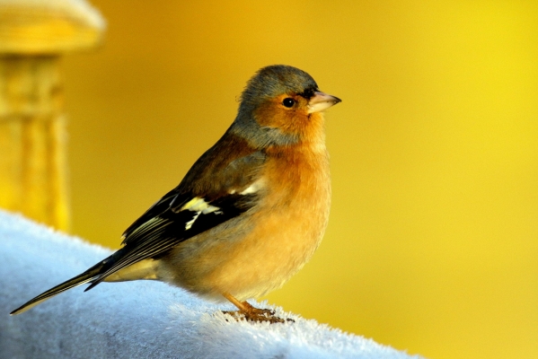 A Chaffinch stands on a frosty fence post at Lough Neagh, Northern Ireland
