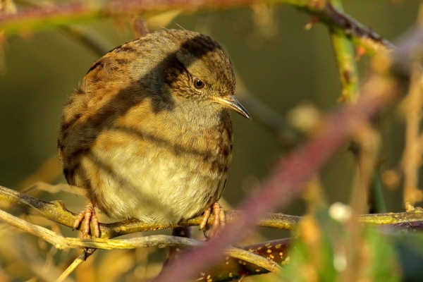 A Dunnock in a tree in low winter sunlight at Lough Neagh, Northern IReland