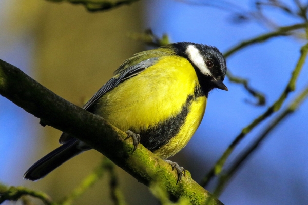 A Great Tit looks down from a tree with a deep blue sky in the background