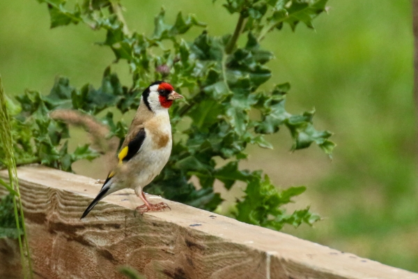 Goldfinch on a wooden fence on the headland above Loughshinny