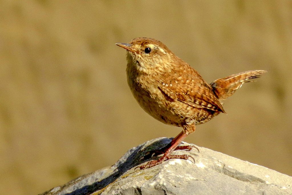 Loughshinny Bird Watching