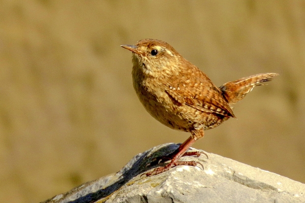 A Wren stands on a rock at the nack of the beach at Loughshinny, Dublin