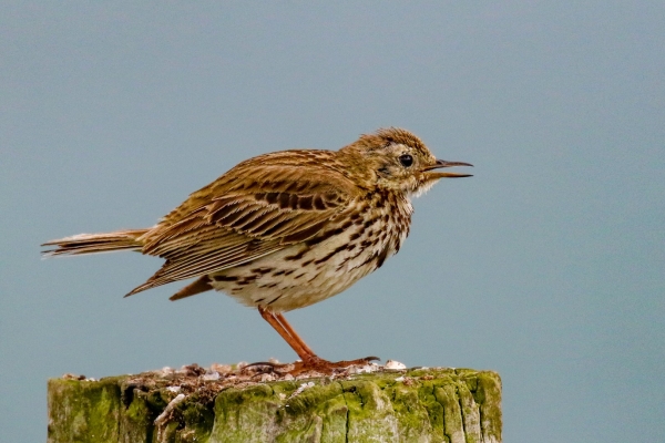 A Meadow Pipit sings from a wooden fence post on the headland at Loughshinny