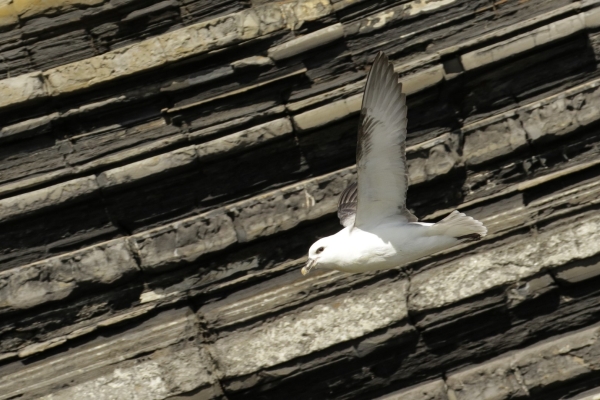 A Fulmar flying past the cliff face at Loughshinny, Dublin