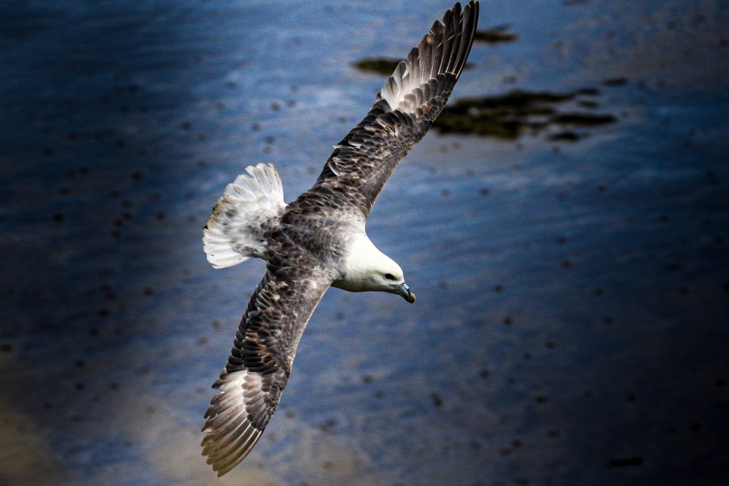 Loughshinny Bird Watching