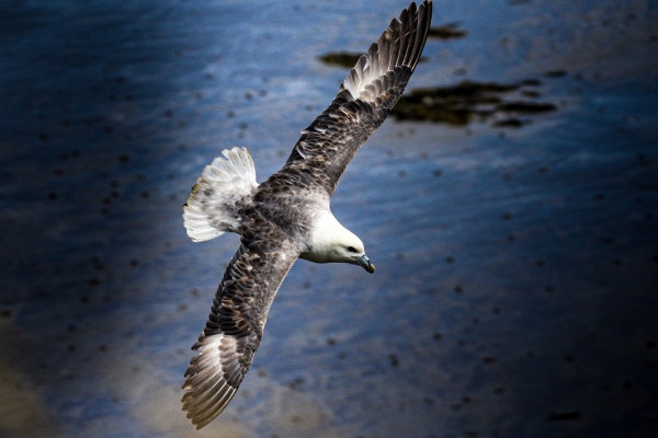 Fulmar flying along the cliff face beneath the camera at Loughshinny, Dublin