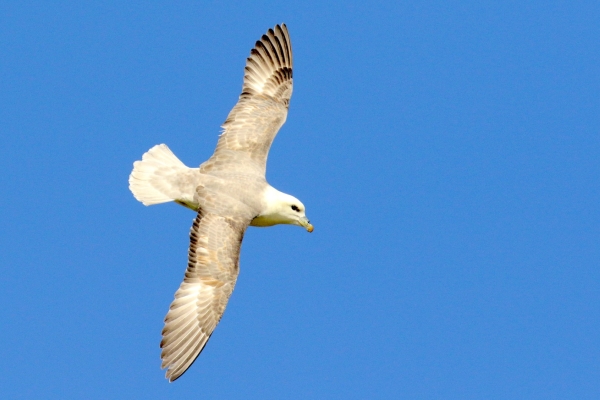 A Fulmar in Flight against a superb blue sky!