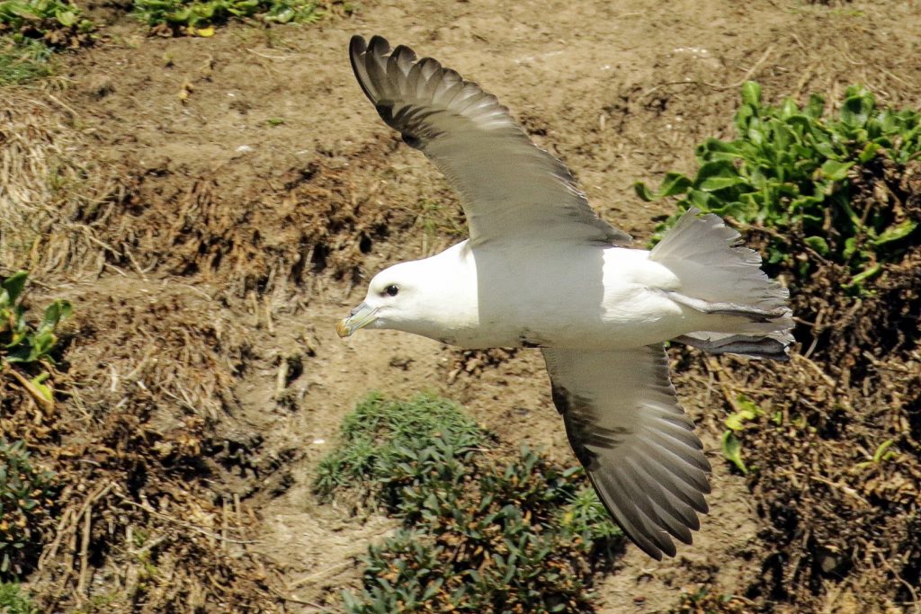 Loughshinny Bird Watching