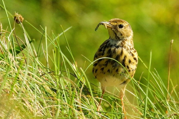 Meadow Pipit with caterpillar on the headland at Loughshinny, Dublin