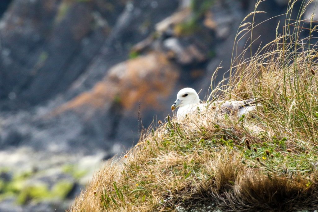 Loughshinny Bird Watching