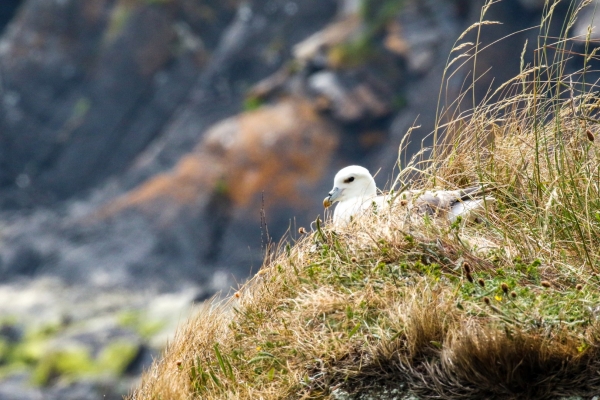 A Fulmar rests on the cliffs at Loughshinny, County Dublin