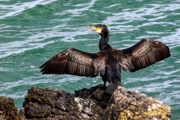 A Cormorant spreads its wings on the rocky shoreline at Loughshinny, Dublin