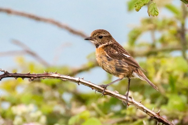 A Stonechat perched on briars on the headland at Loughshinny, Dublin