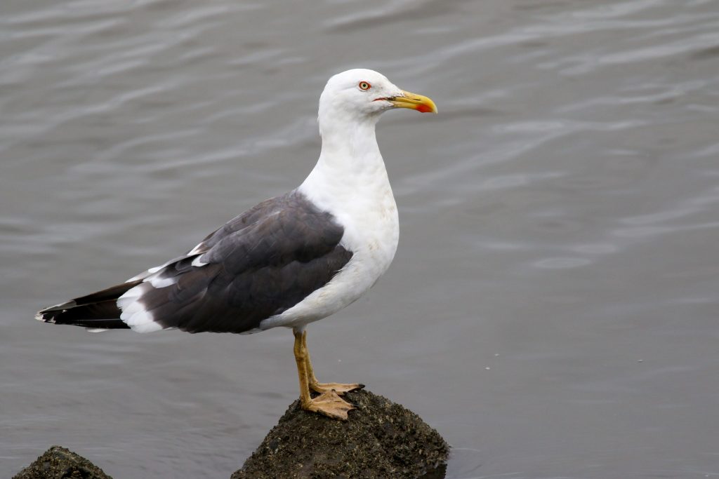 Bird Watching Ireland Dundalk