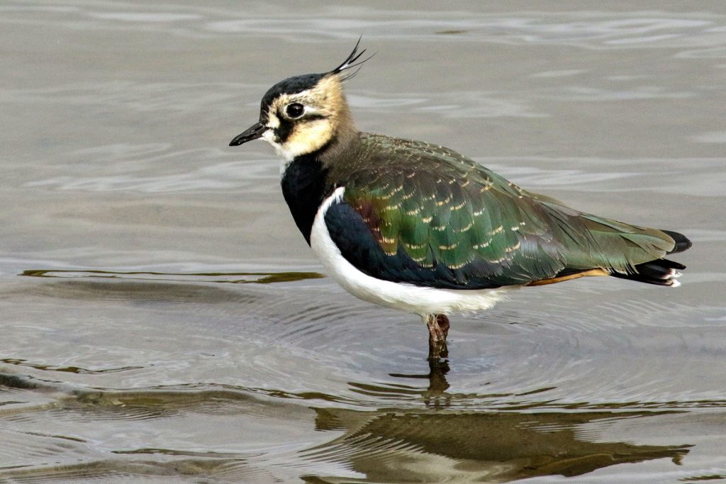 bird watching ireland