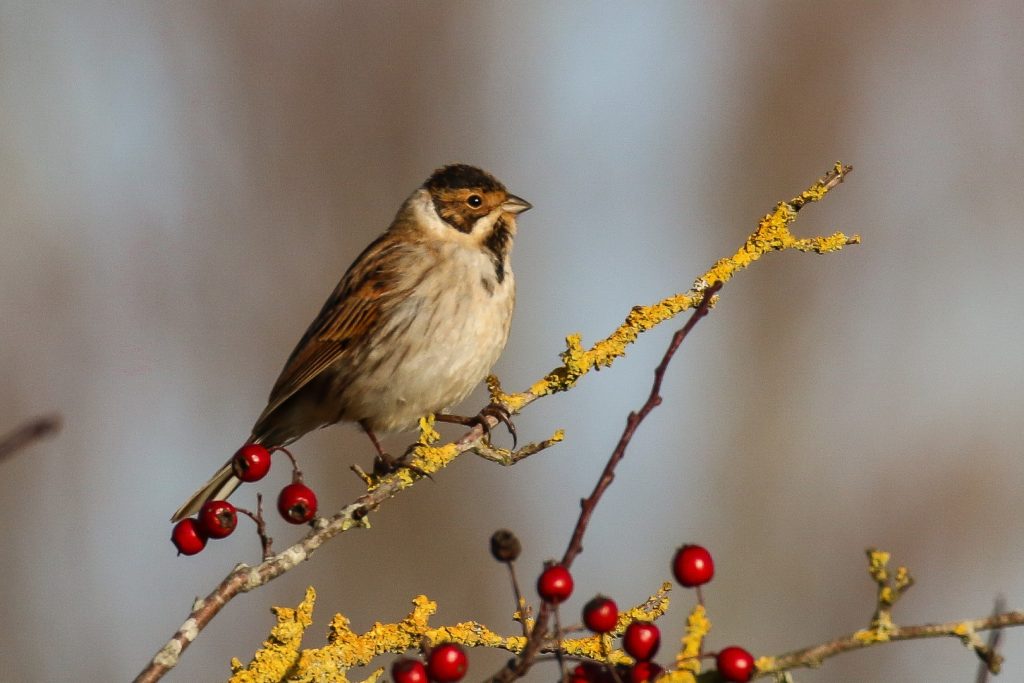 Bird Watching Ireland Dundalk