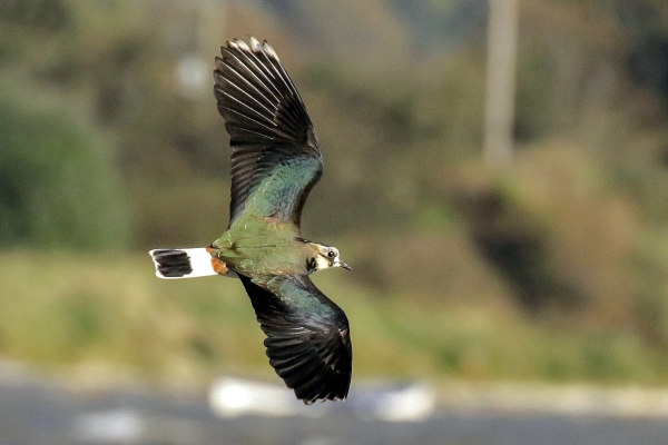 A Lapwing in full flight over Soldiers Point, Dundalk