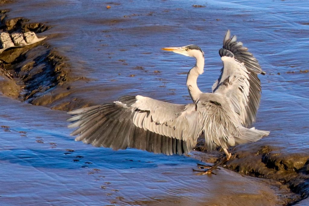 Bird Watching Ireland Dundalk