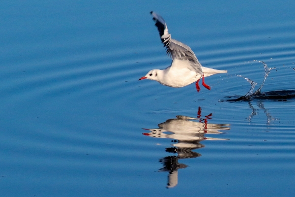 A Black Headed Gull splashed on take off from the blue water in Dundalk, Ireland