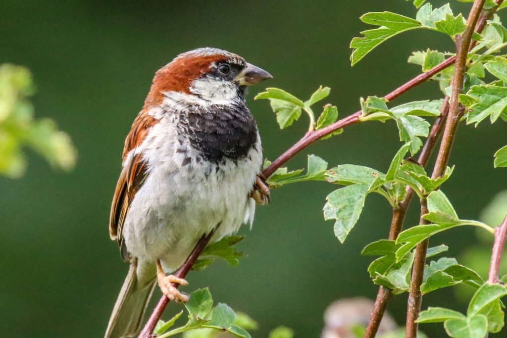 Bird Watching Ireland Dundalk