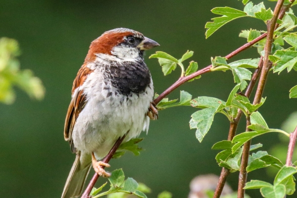A House Sparrow perched in a tree, Dundalk, Ireland