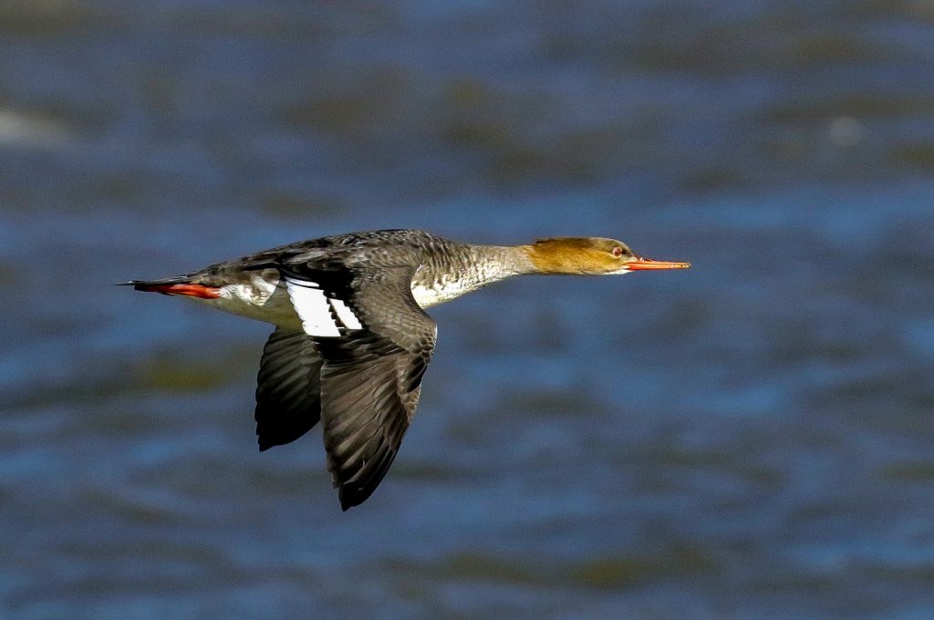 Bird Watching Ireland Dundalk