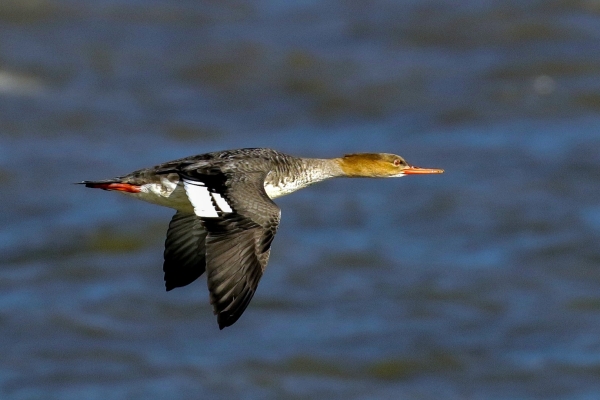 A Red Breasted Merganser in flight as it heads out to sea at Dundalk, Ireland