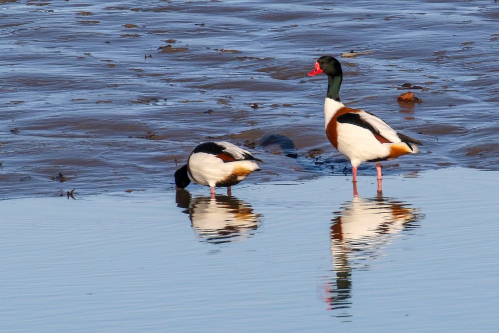 Bird Watching Ireland Dundalk