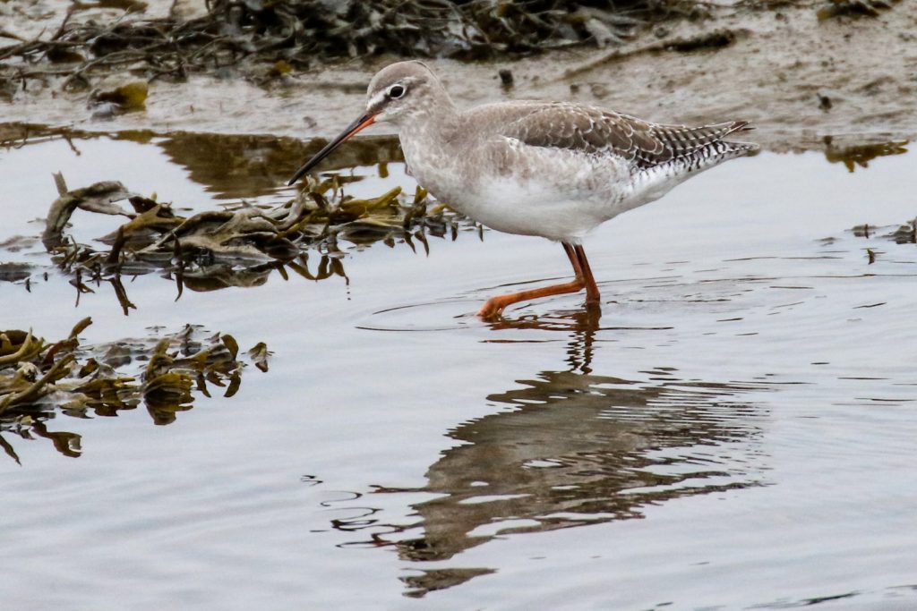 Bird Watching Ireland Dundalk