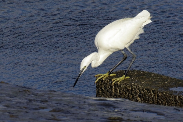 A Littles Egret stares from a rock into the water waiting for a catch!